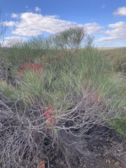 Hakea orthorrhyncha