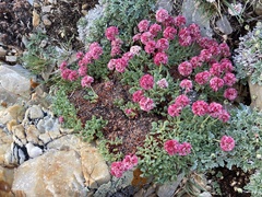Eriogonum holmgrenii