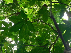 Manihot carthagenensis
