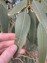 Eucalyptus camaldulensis arida