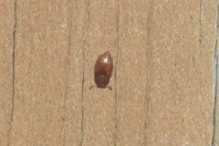 Colopterus truncatus