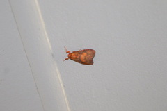 Miltochrista pyraula