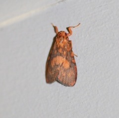 Miltochrista pyraula