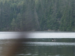 Gavia immer image