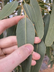 Eucalyptus camaldulensis arida