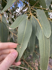 Eucalyptus camaldulensis arida