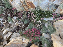 Eriogonum holmgrenii