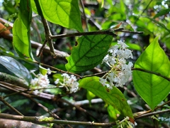 Gonzalagunia hirsuta