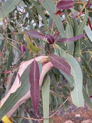 Eucalyptus camaldulensis arida