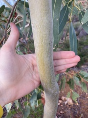 Eucalyptus camaldulensis arida
