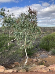 Eucalyptus camaldulensis arida