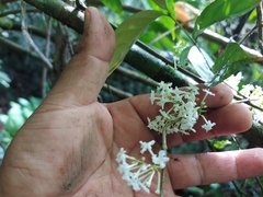 Gonzalagunia hirsuta