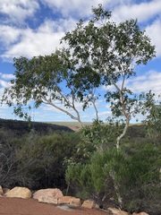 Eucalyptus camaldulensis arida