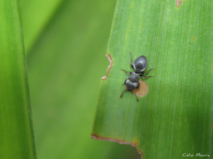 Cephalotes pusillus