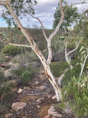 Eucalyptus camaldulensis arida