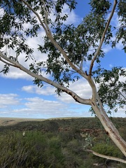Eucalyptus camaldulensis arida
