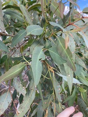 Eucalyptus camaldulensis arida