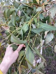Eucalyptus camaldulensis arida