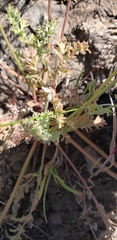 Lomatium canbyi