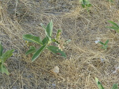 Asclepias eriocarpa