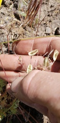 Lomatium canbyi
