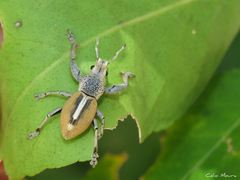 Naupactus glaucus