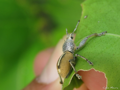 Naupactus glaucus