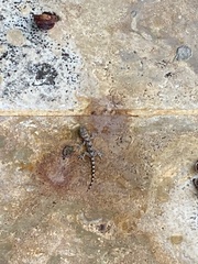 Hemidactylus mabouia