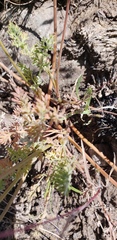 Lomatium canbyi
