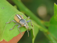 Naupactus glaucus