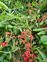 Silene regia