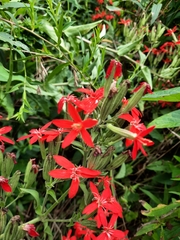 Silene regia