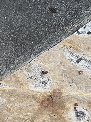 Hemidactylus mabouia