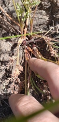 Lomatium canbyi