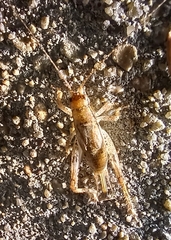 Hapithus saltator