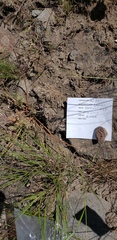 Lomatium canbyi