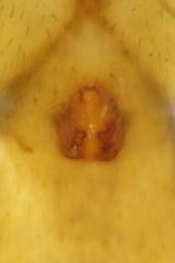 Pardosa hortensis