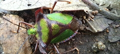 Pentatoma parametallifera