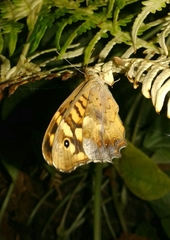 Pararge aegeria aegeria