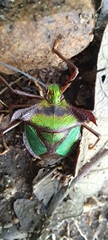 Pentatoma parametallifera