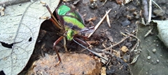 Pentatoma parametallifera