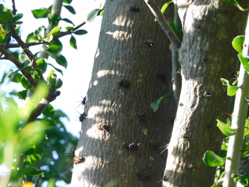 Leuenbergeria guamacho (Leuenbergeria guamacho)