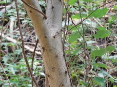 Leuenbergeria guamacho