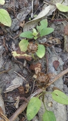 Prunella vulgaris image