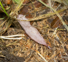 Australopacifica spectabilis