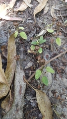 Prunella vulgaris image