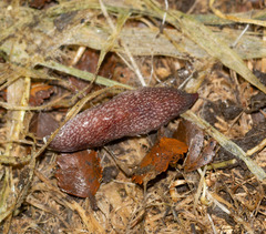 Australopacifica spectabilis