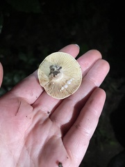 Lactarius