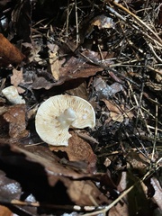 Lactarius