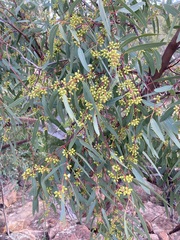 Eucalyptus camaldulensis arida